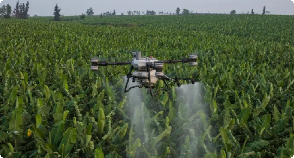 Banana Plantation Spraying